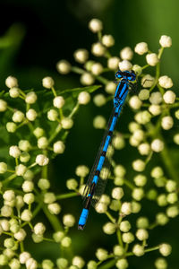 Close-up of plant against blue sky