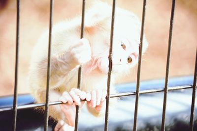 Portrait of cat in cage