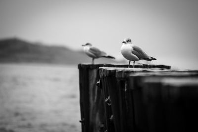 Seagull perching on wooden post