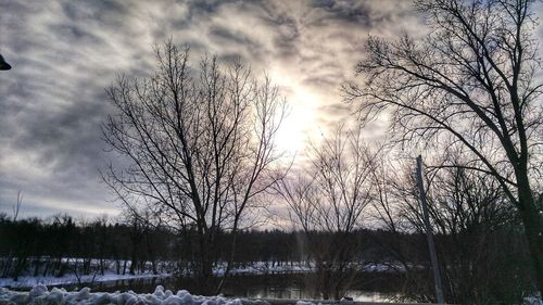 Close-up of tree against sky during sunset