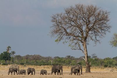 Elephants on field against sky