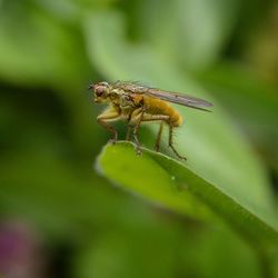 Close-up of insect on leaf