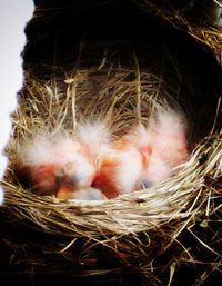 Close-up of young birds in nest