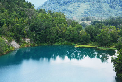 Scenic view of lake in forest