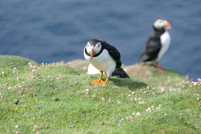 Puffin, orkney islands 