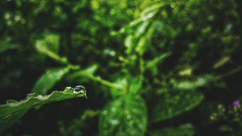 Close-up of drop on leaf