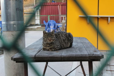 Cat sitting on seat