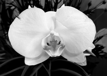 Close-up of white flower