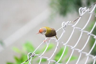 Close-up of bird perching on a fence