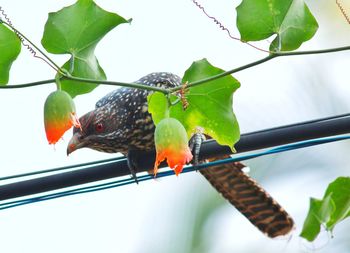 Close-up of birds perching on leaf