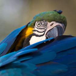 Close-up of blue macaw outdoors