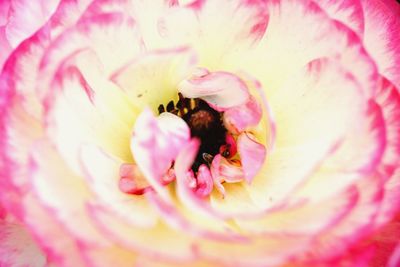 Close-up of pink rose flower