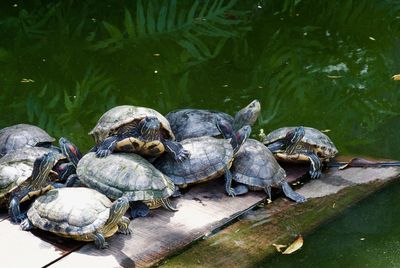 Tortoises on wooden plank in pond