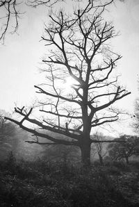 Bare tree on landscape against sky
