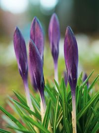 Close-up of purple crocus flowers on field
