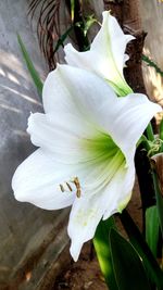 Close-up of flower