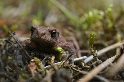 Close-up of frog on field