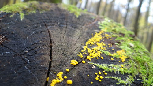 Close-up of yellow flowers growing on plant