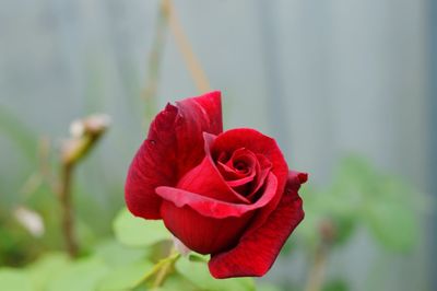 Close-up of red flower blooming outdoors