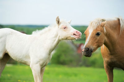 Horses standing on land against sky