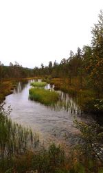 Scenic view of river in forest against clear sky