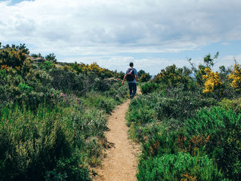 Rear view of male hiker with backpack walking on footpath amidst plants against cloudy sky
