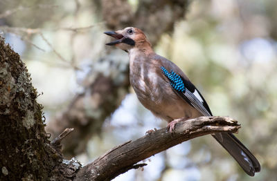 Close-up of bird perching on branch