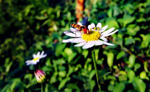 Close-up of butterfly on flower