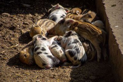 High angle view of sheep