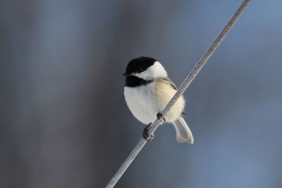 Close-up of bird perching on twig