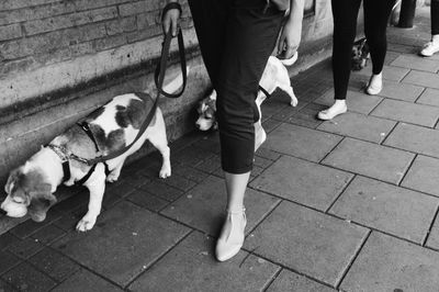 Low section of people walking on tiled floor