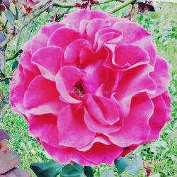 Close-up of pink flower blooming outdoors