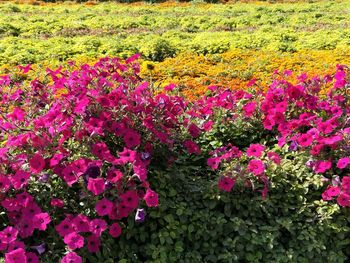 Pink flowers growing on field