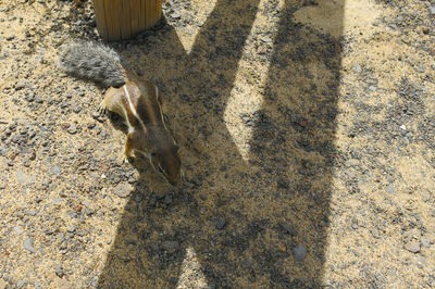 High angle view of dog on field