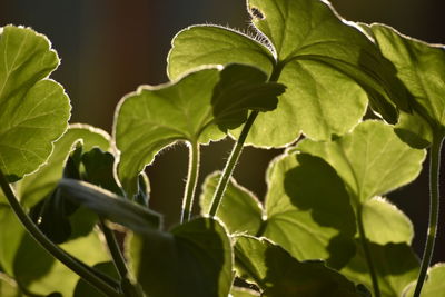 Close-up of fresh green plant