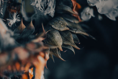 Close-up of dry leaves