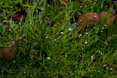 Grass in a field