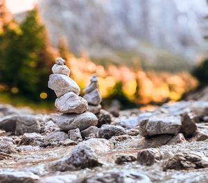 Close-up of stones on rock in forest