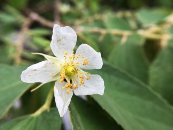 Close-up of white flower blooming outdoors