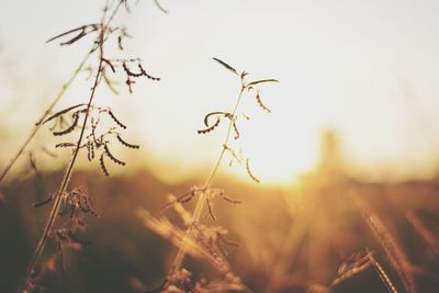 Close-up of plant against sky during sunset