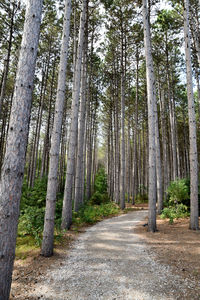 Pine trees in forest