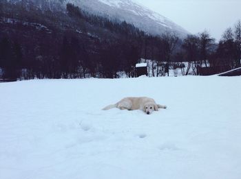 High angle view of a dog on snow field