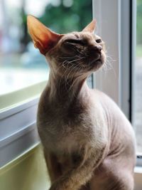 Close-up of sphynx hairless cat looking away by window