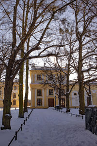 Bare trees by snow covered buildings in city