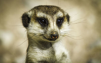 Close-up of meerkat