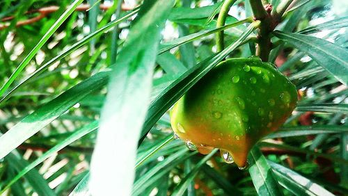 Close-up of green leaves