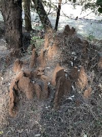 Shadow of tree trunk in forest