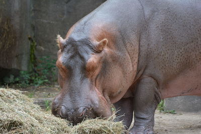 Close-up of a grazing hippo