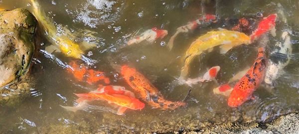 High angle view of koi carps swimming in lake