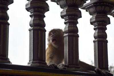 Low angle view of monkey sitting against sky